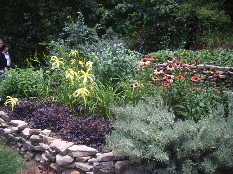 Drought tolerant perennials